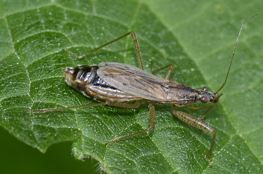 Nabidae: Nabis cf rugosus del Veneto (VI)